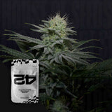GG4 Sherbet FF