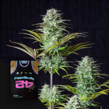 Kosher Cake Auto