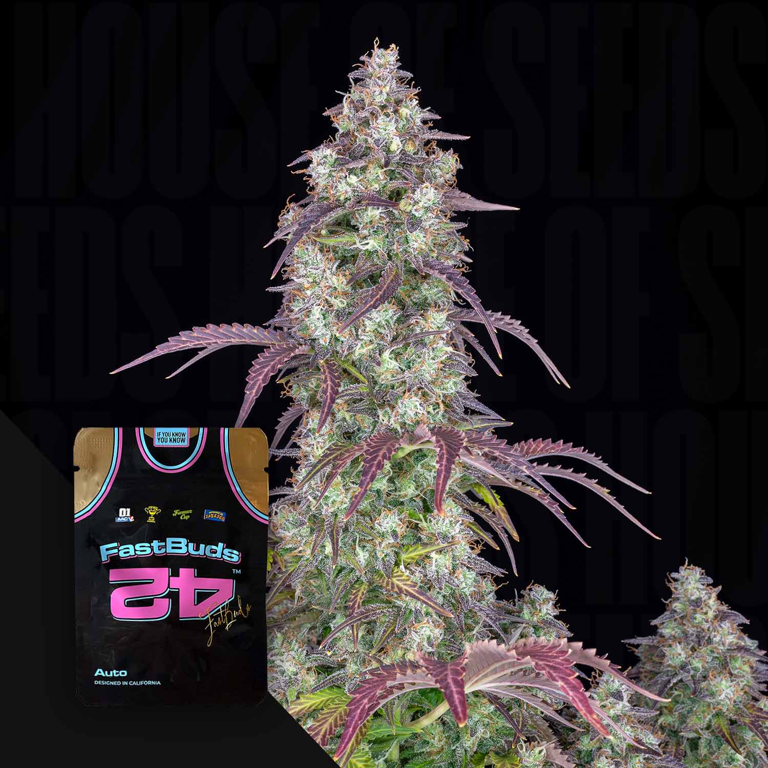 Hohe Cannabispflanze mit lila gefärbten Blättern neben der Lemon Pie Auto von 420 Fast Buds Verpackung im Vordergrund.