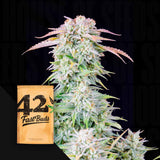 Original Auto Afghan Kush