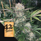 Original Auto BubbleGum