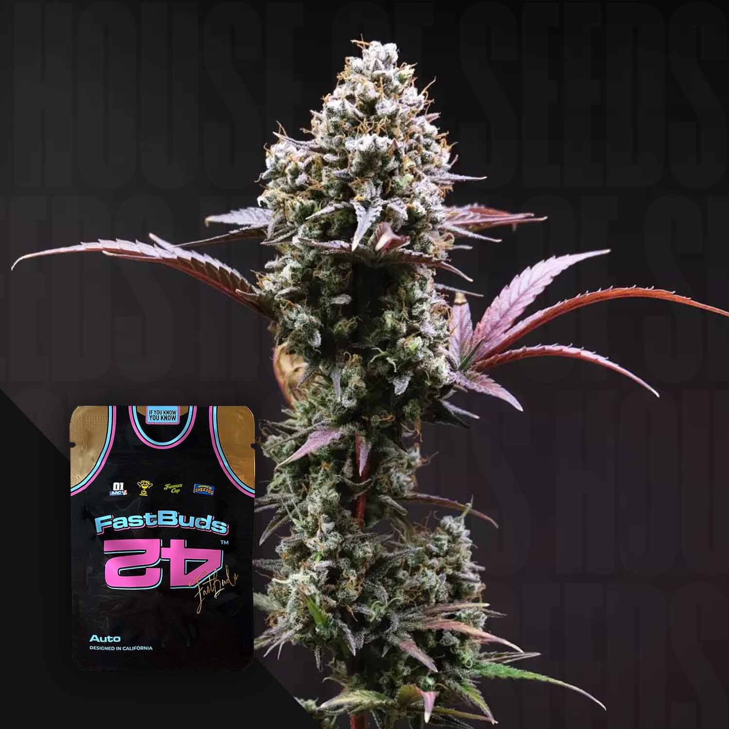 Eine Nahaufnahme von Orange Sherbet Auto von 420 Fast Buds mit dichten Knospen, lila Blättern und einem FastBuds 42 Trikot.