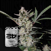 420 Fast Buds Strawberry Gorilla Auto – silbernes Samenpaket vor frostiger Pflanze mit dichten Knospen und grünen Blättern