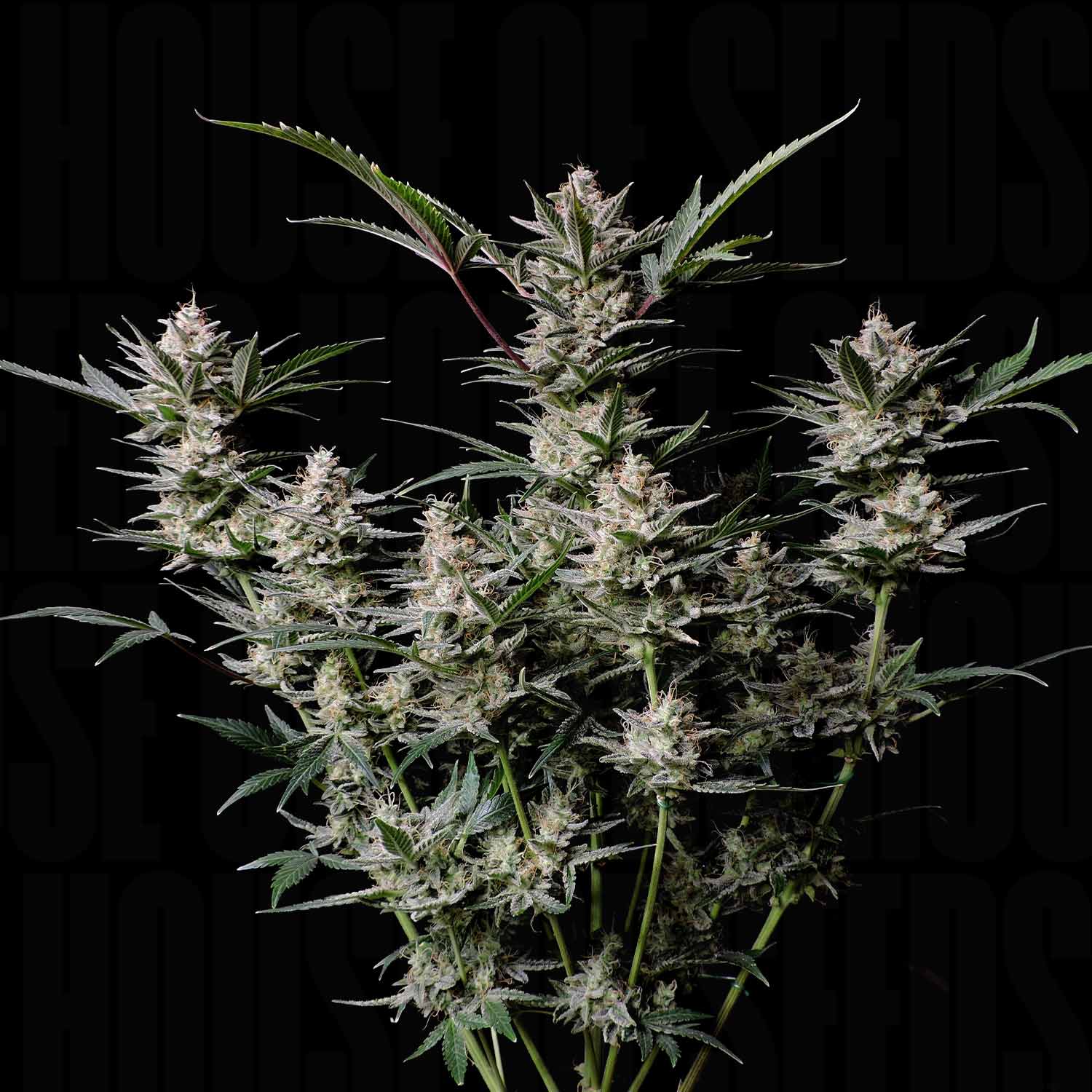 Strawberry Gorilla Auto von 420 Fast Buds – frostige Cannabis-Knospen mit weißen Trichomen und grünen Blättern vor dunklem Hintergrund
