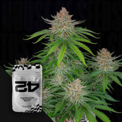 Eine Cannabis-Pflanze mit dichten Knospen und grünen Blättern, neben einem weißen 420 Fast Buds Strawberry Pie Auto-Samenpäckchen.