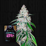 West Coast O.G. Auto
