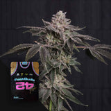 Z42