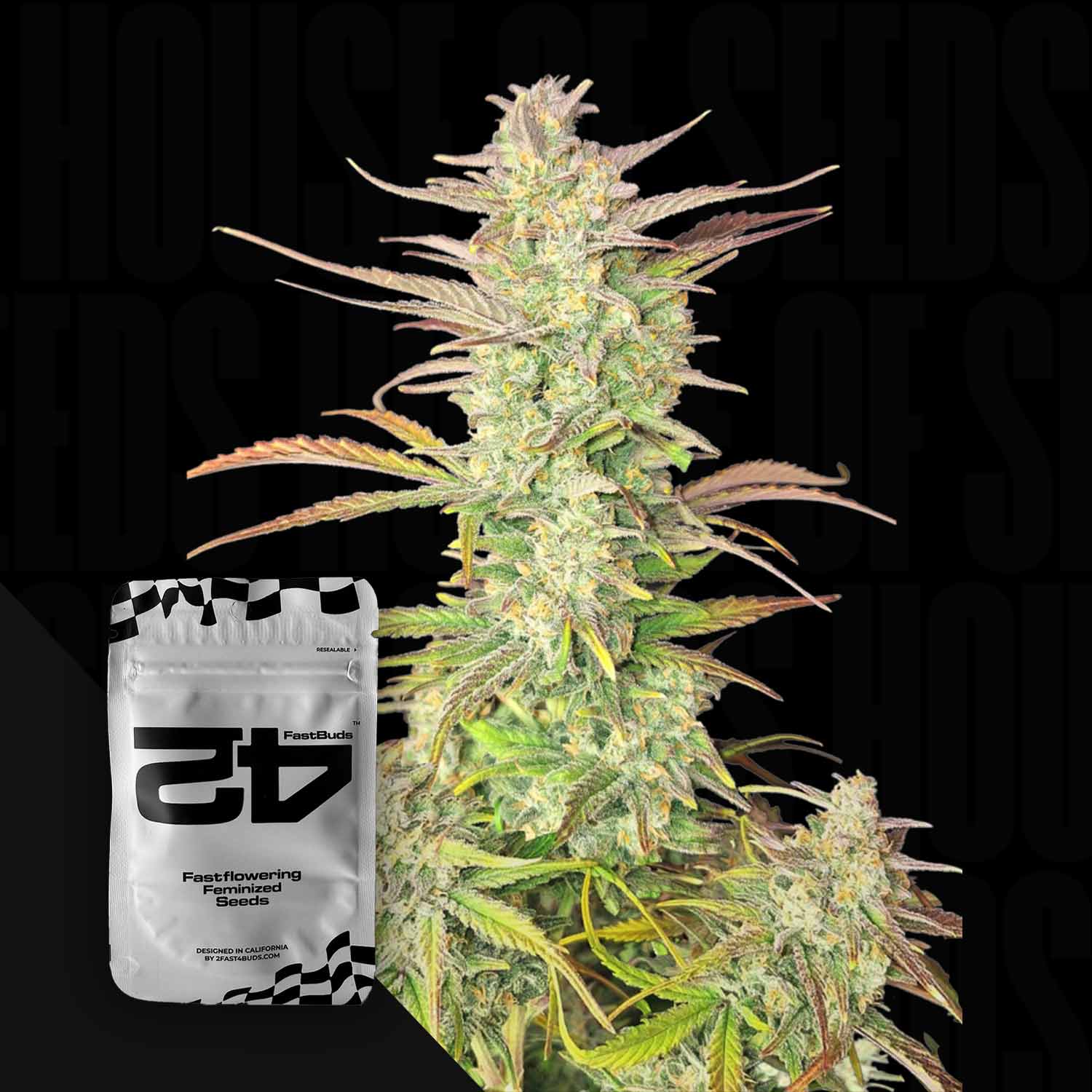 Nahaufnahme einer reifen Cannabispflanze mit frostigen Buds und grünen Blättern neben 420 Fast Buds Z-Up Auto Packung