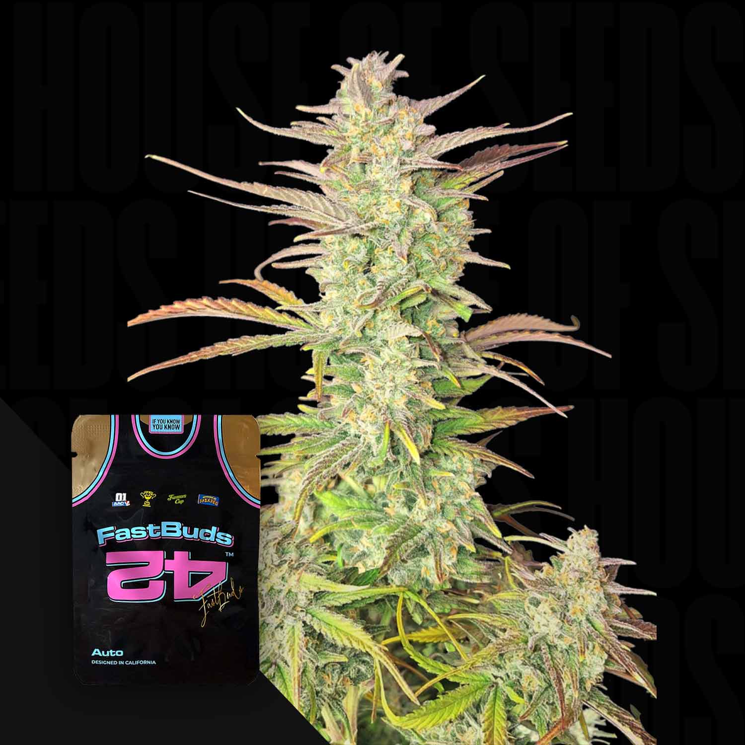 Eine Nahaufnahme einer Cannabispflanze mit einem 420 Fast Buds Z-Up Auto Trikot in der unteren linken Ecke.