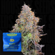 Nahaufnahme einer frostigen Cannabisknospe mit bunten Trichomen, vorne blaues Grounded Genetics Blue Zlime Paket