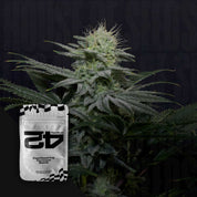 Nahaufnahme einer blühenden Cannabispflanze mit dichten frostigen Knospen, vorne weiß-schwarze 420 Fast Buds GG4 Sherbet FF Samenpackung