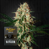 Arjan's Haze 3