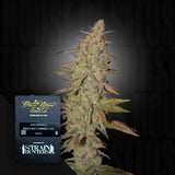 Arjan's Ultra Haze 1