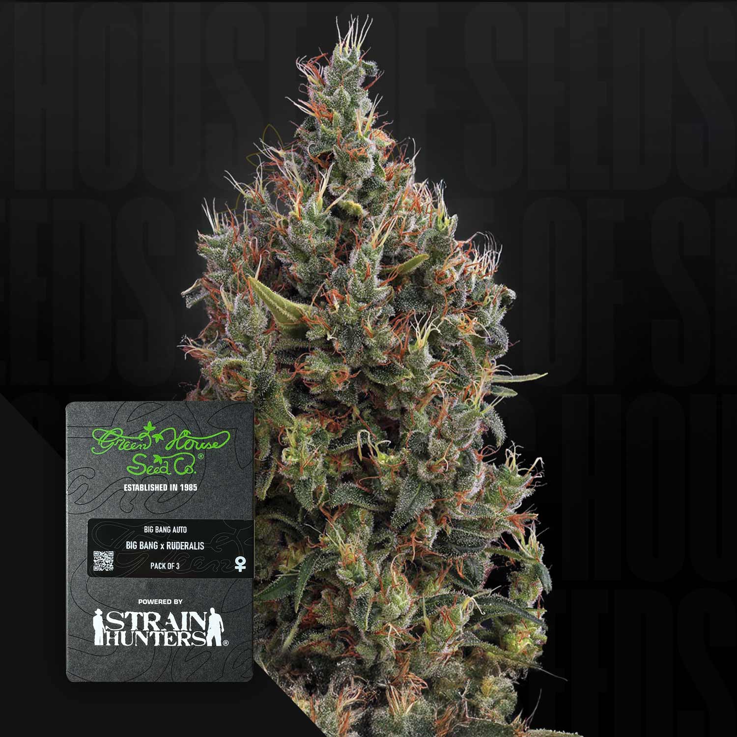 Dichte Cannabispflanze mit Trichomen und orangefarbenen Haaren, links Etikett Green House Seeds Big Bang Auto 5er-Pack