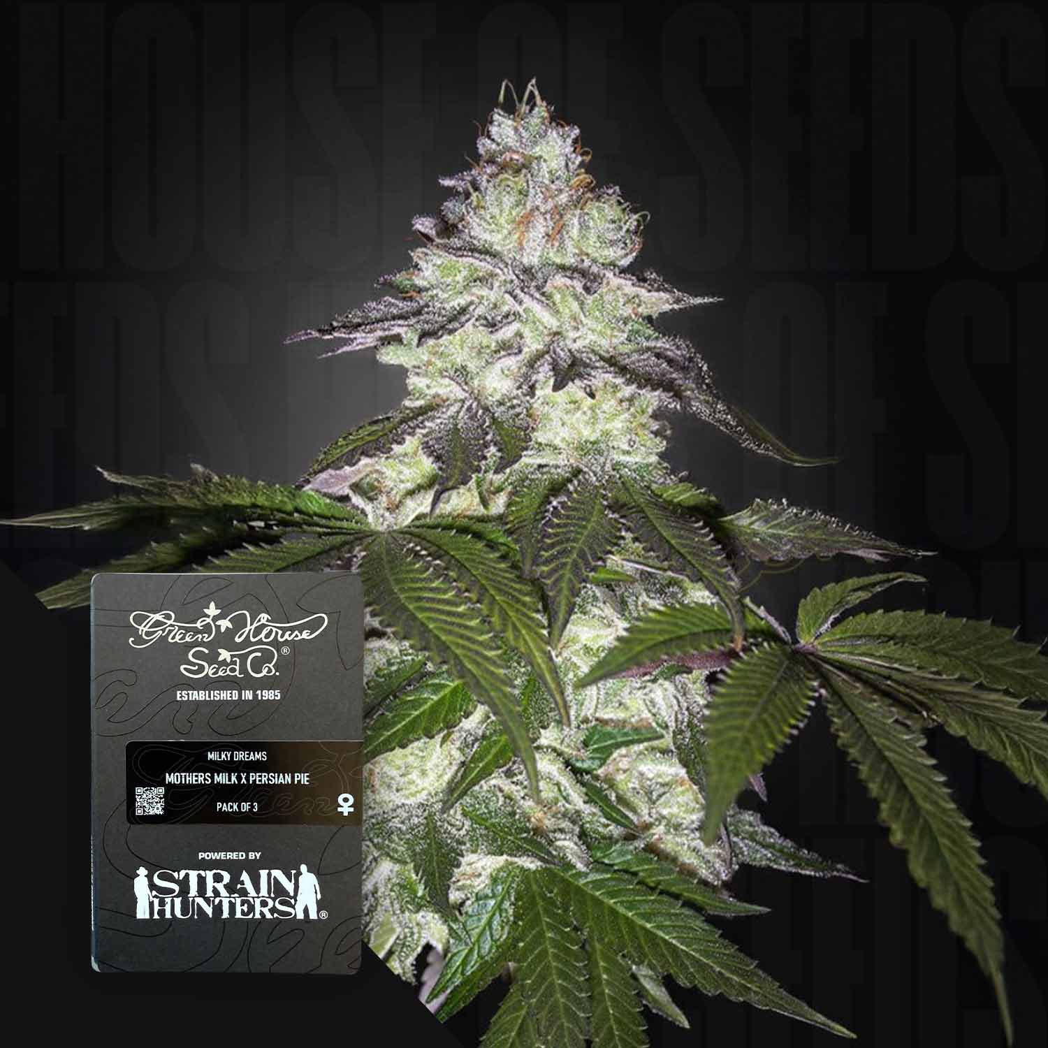 Nahaufnahme einer frostigen Cannabispflanze mit einer Packung Milky Dreams von Green House Seeds in der unteren linken Ecke.