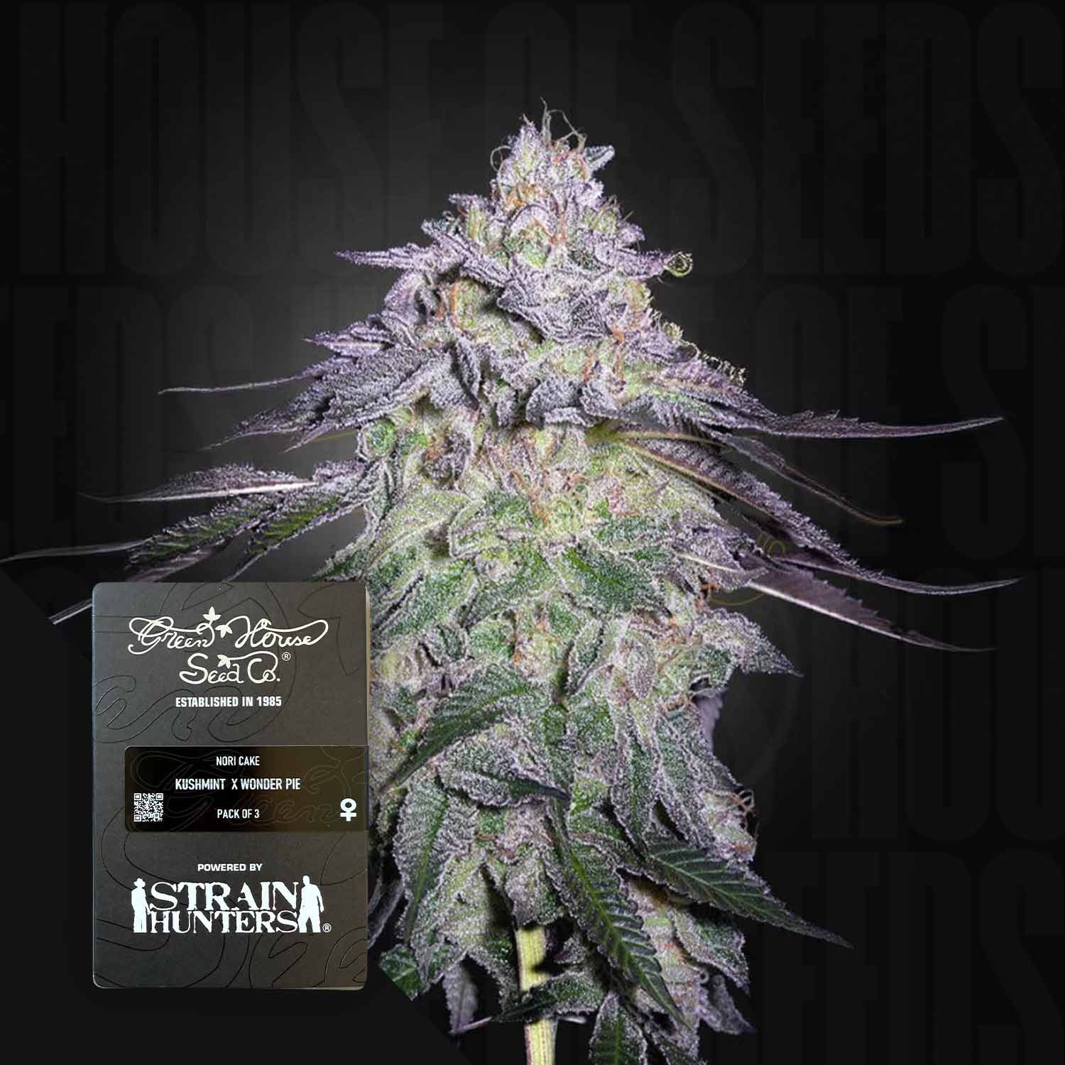 Nahaufnahme einer frostigen Nori Cake-Knospe mit dunklen Blättern; Saatgutpackungsetikett Green House Seeds ist abgebildet.