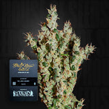 NL5 Haze Mist