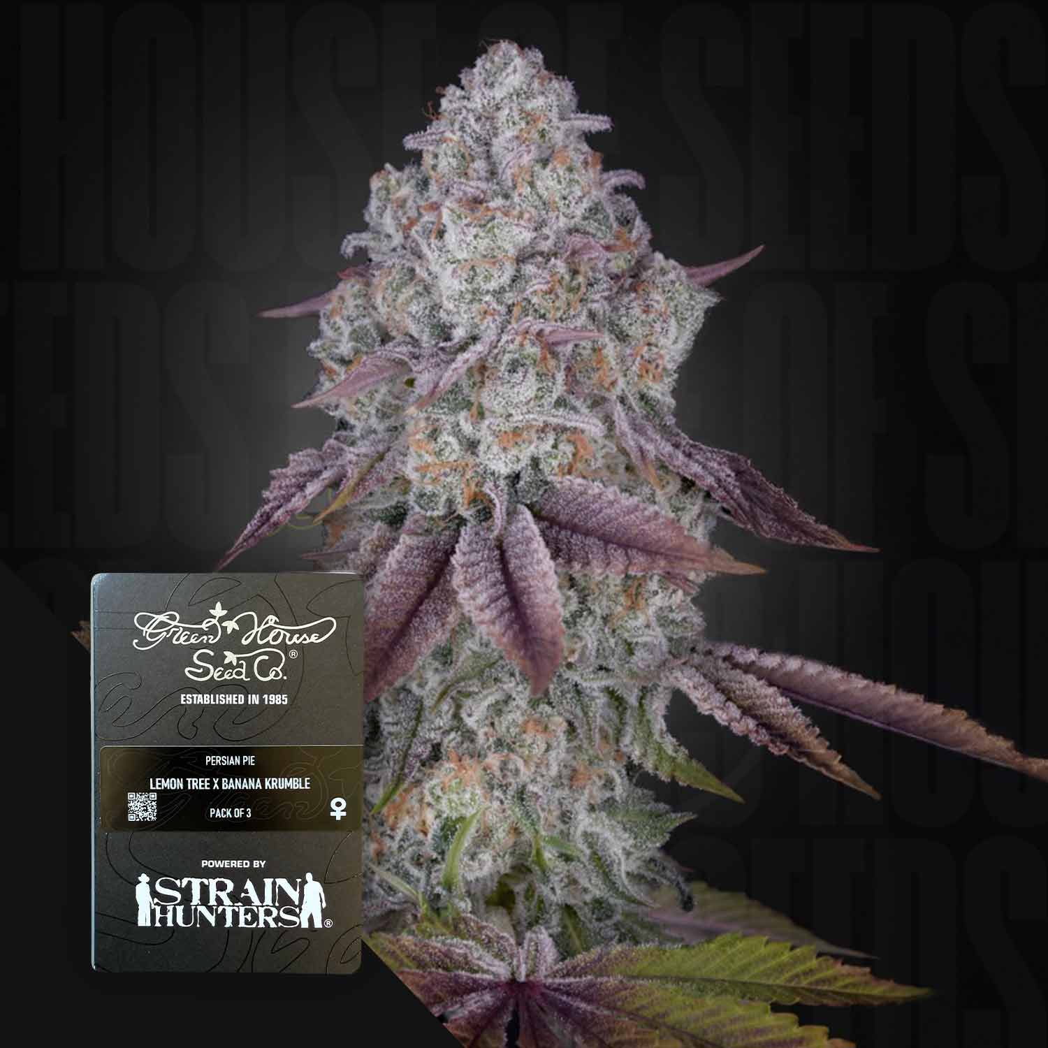 Eine Nahaufnahme einer frostigen Persian Pie-Knospe mit lila Blättern, die neben einer Packung Green House Seeds gezeigt wird.