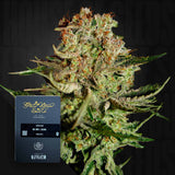 Super Bud