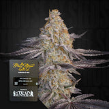 Super Lemon Haze x RS11