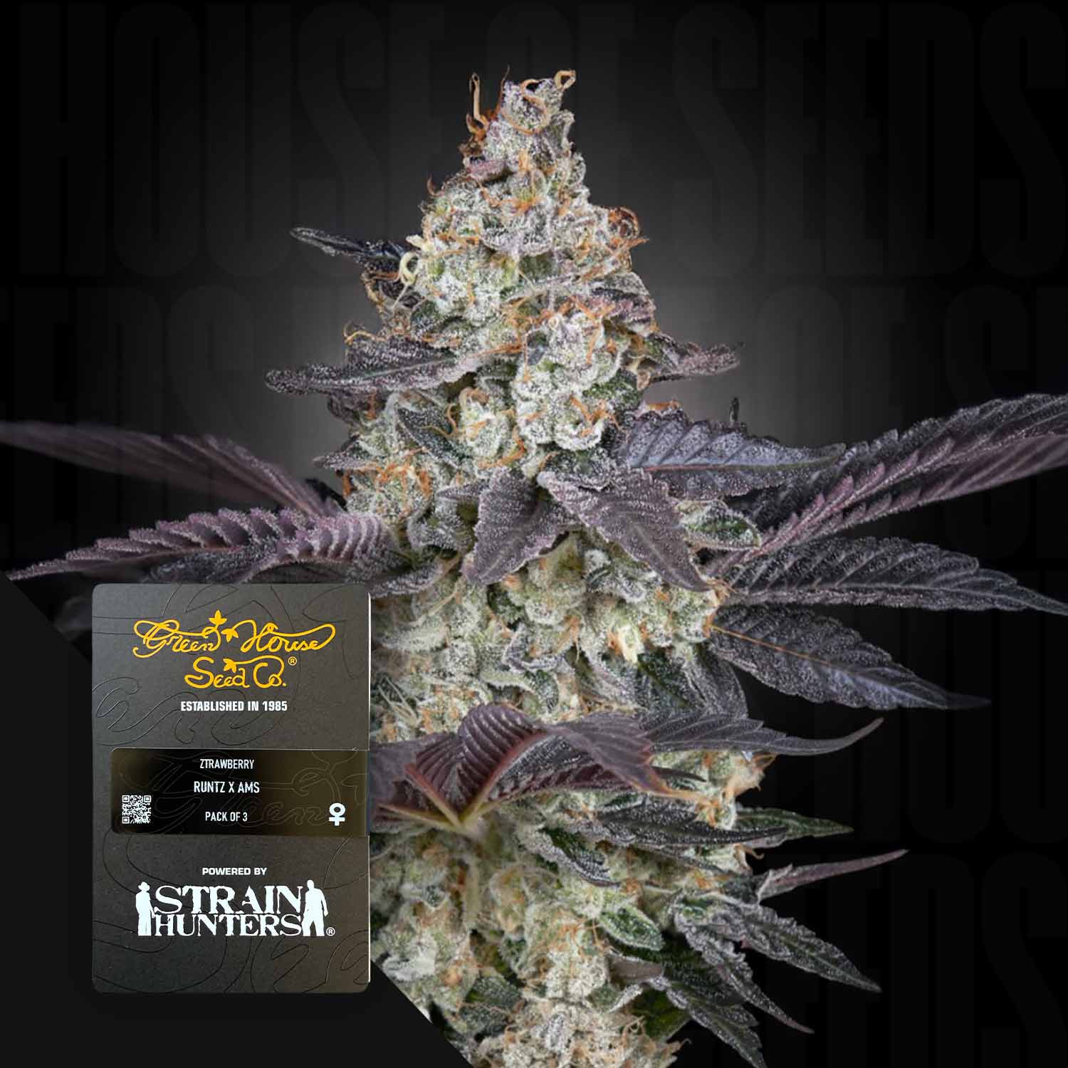 Nahaufnahme einer frostigen Cannabisknospe mit dunkelvioletten Blättern; Produktetikett: Ztrawberry von Green House Seeds.