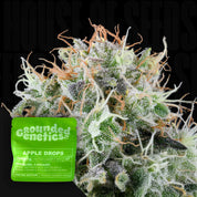 Cannabisknospe mit weißen Trichomen und orangefarbenen Haaren, vorne grüne Grounded Genetics Apple Drops Packung