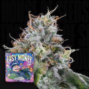 Frostige Cannabis Knospe mit orangefarbenen Haaren vor buntem Easy Money Samenpaket von Grounded Genetics