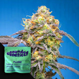 Plumz