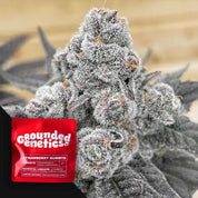 Eine frostige Cannabis Knospe mit einer roten Grounded Genetics Strawberry Gummys Packung in der Ecke.
