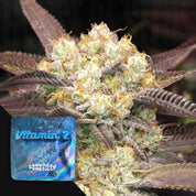 Frostige Cannabisknospe mit orangefarbenen Haaren und lila Blattspitzen neben blauer Grounded Genetics Vitamin Z Verpackung