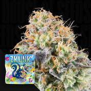 Nahaufnahme einer frostigen Knospe mit orangen Haaren, Ecke zeigt Grounded Genetics Zkunk Packung