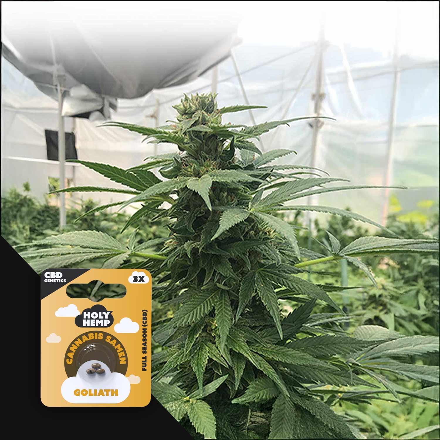 Hohe Cannabispflanze im Gewächshaus, unten links Holy Hemp Goliath – CBD Genetics Samenpackung