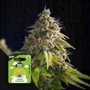 Nahaufnahme einer Cannabispflanze mit dichten Knospen, Ecke zeigt kleines Holy Hemp Apple Fritter Samenpaket