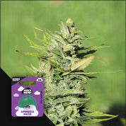 Nahaufnahme einer Cannabispflanze mit frostigen Knospen, Ecke zeigt lilafarbenes Holy Hemp Amnesia Haze Auto Paket