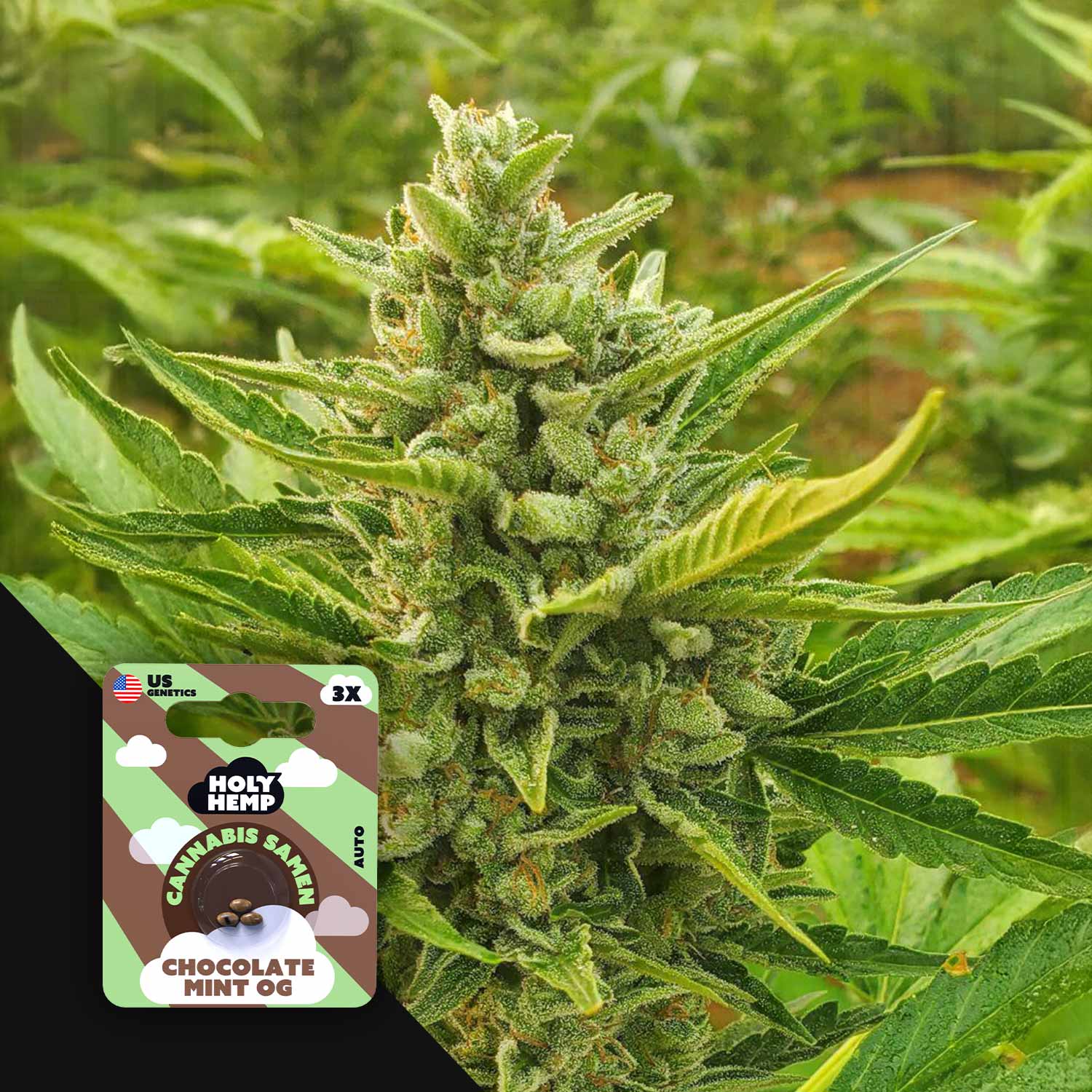 chocolate mint plant seeds Chocolate Mint OG cannabis seeds from Holy Hemp – House of Seeds