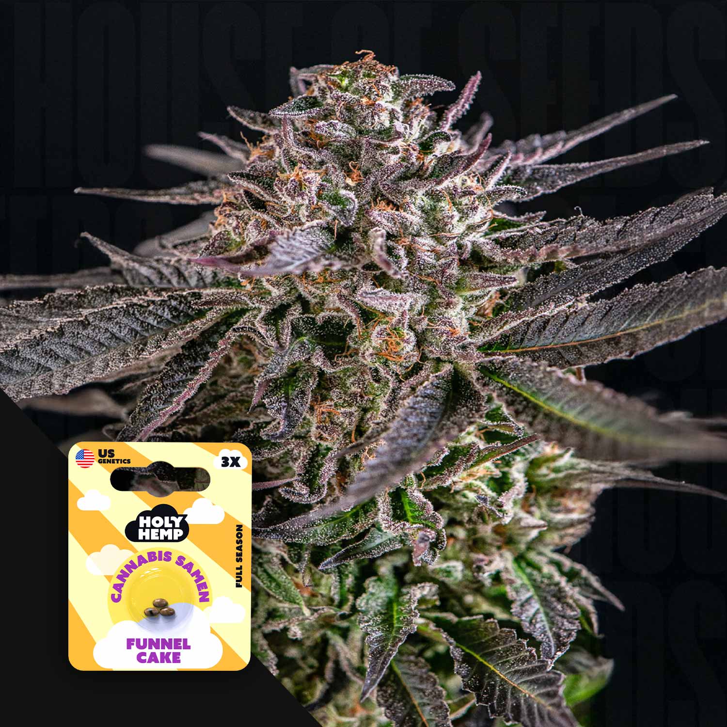 Nahaufnahme einer Cannabispflanze mit dunkelgrünen und violetten Blättern, mit buntem Holy Hemp Funnel Cake Samenpaket