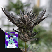 Nahaufnahme einer dunkelvioletten frostigen Pflanze, Ecke zeigt Holy Hemp Forbidden Runtz Packung mit lila Grafiken