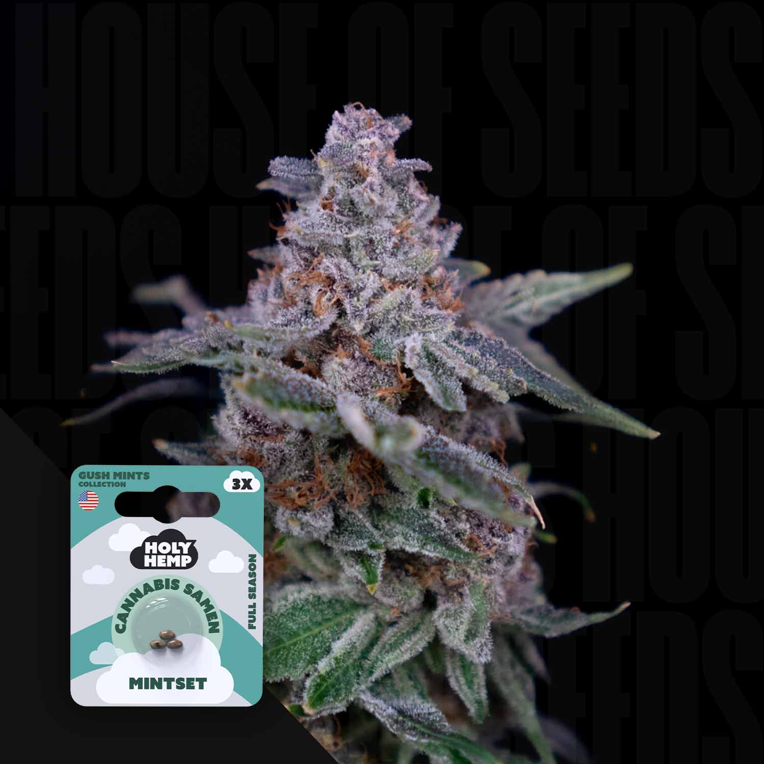 Nahaufnahme einer frostigen Cannabisknospe mit einer Holy Hemp Mintset-Samenpackung in der unteren linken Ecke.