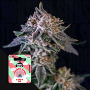 Nahaufnahme einer Cannabispflanze mit Trichomen und lila Tönen, unten links Holy Hemp Pappy OG Packung