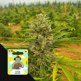 Sour Diesel Auto
