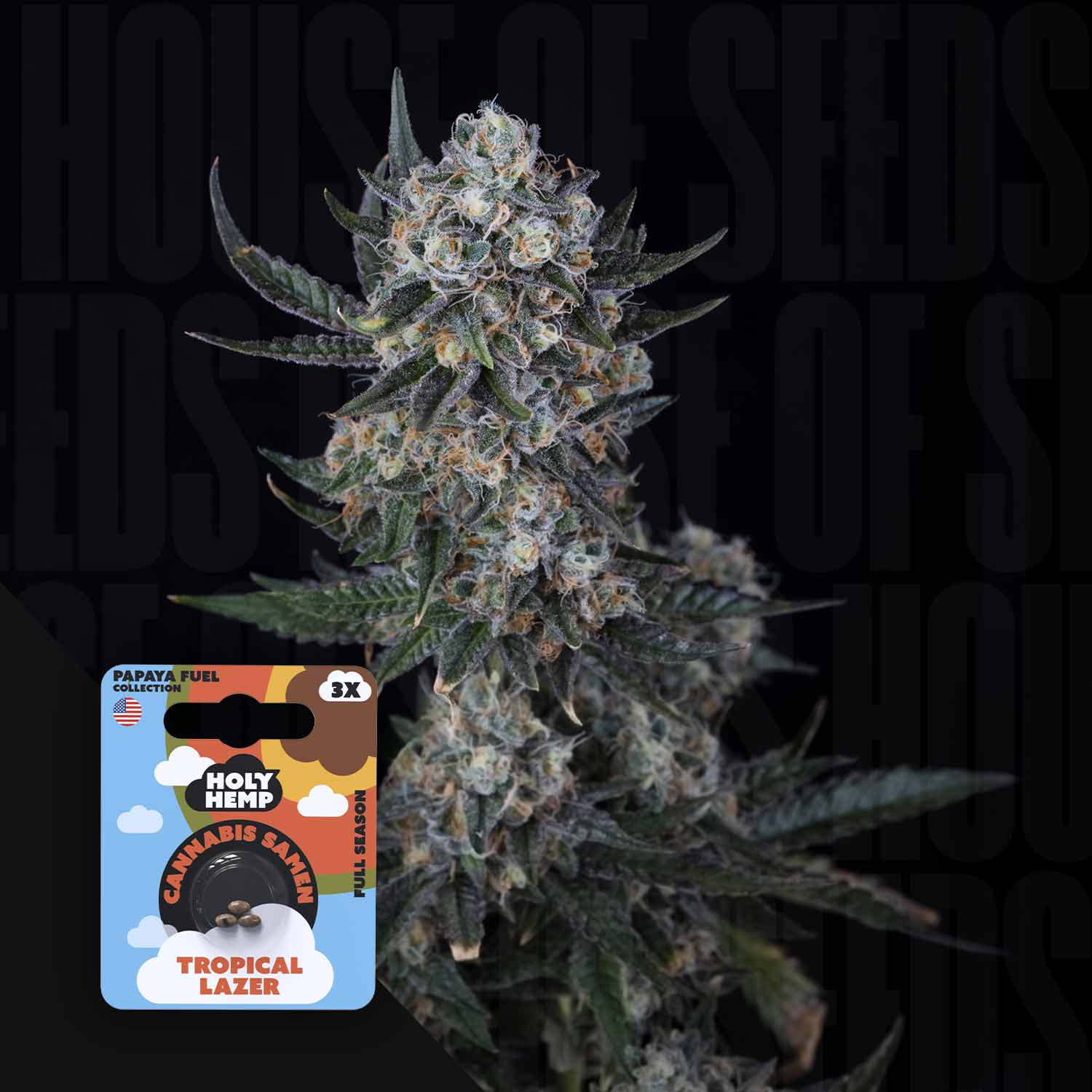 Eine Nahaufnahme von dichten Cannabisknospen neben einer Holy Hemp Tropical Lazer Samenpackung.