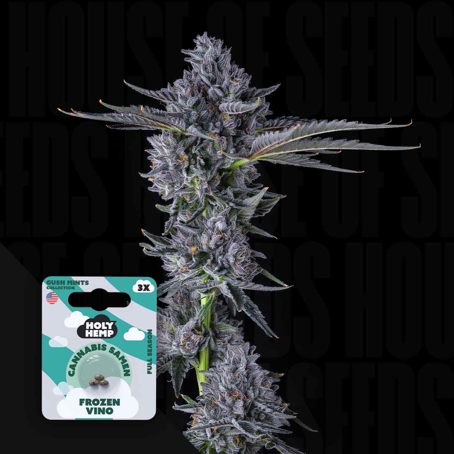 Eine Nahaufnahme einer lila Cannabispflanze mit einem Holy Hemp Frozen Vino-Samenpaket in der unteren linken Ecke.