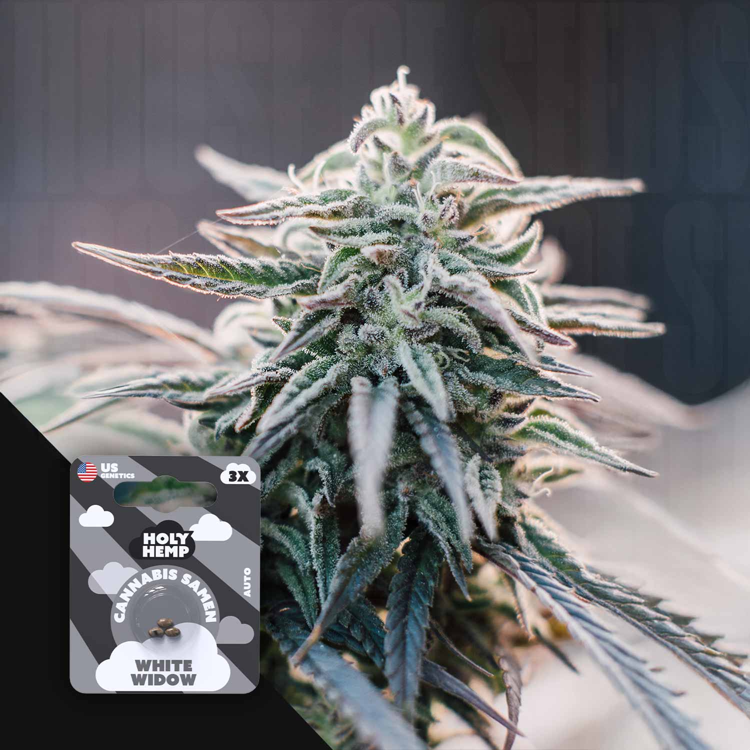 Eine frostige Cannabispflanze in Nahaufnahme mit einer Holy Hemp White Widow Sicherheitspackung in der unteren linken Ecke.