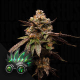 Sonic Slice Auto