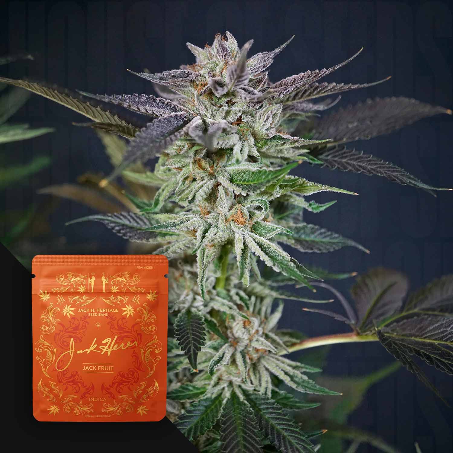 JH-JF-0