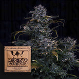 4 Assed Monkey Auto