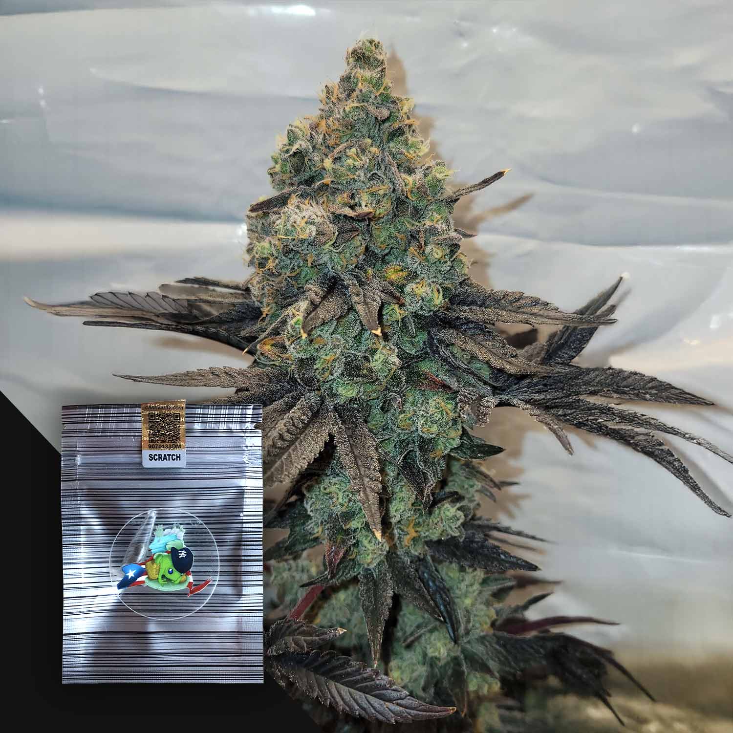 Eine reife Cannabispflanze mit dichten Knospen neben einem kleinen silbernen Scratch-Paket von Heavy Ztorm by N.Y.Ceeds.