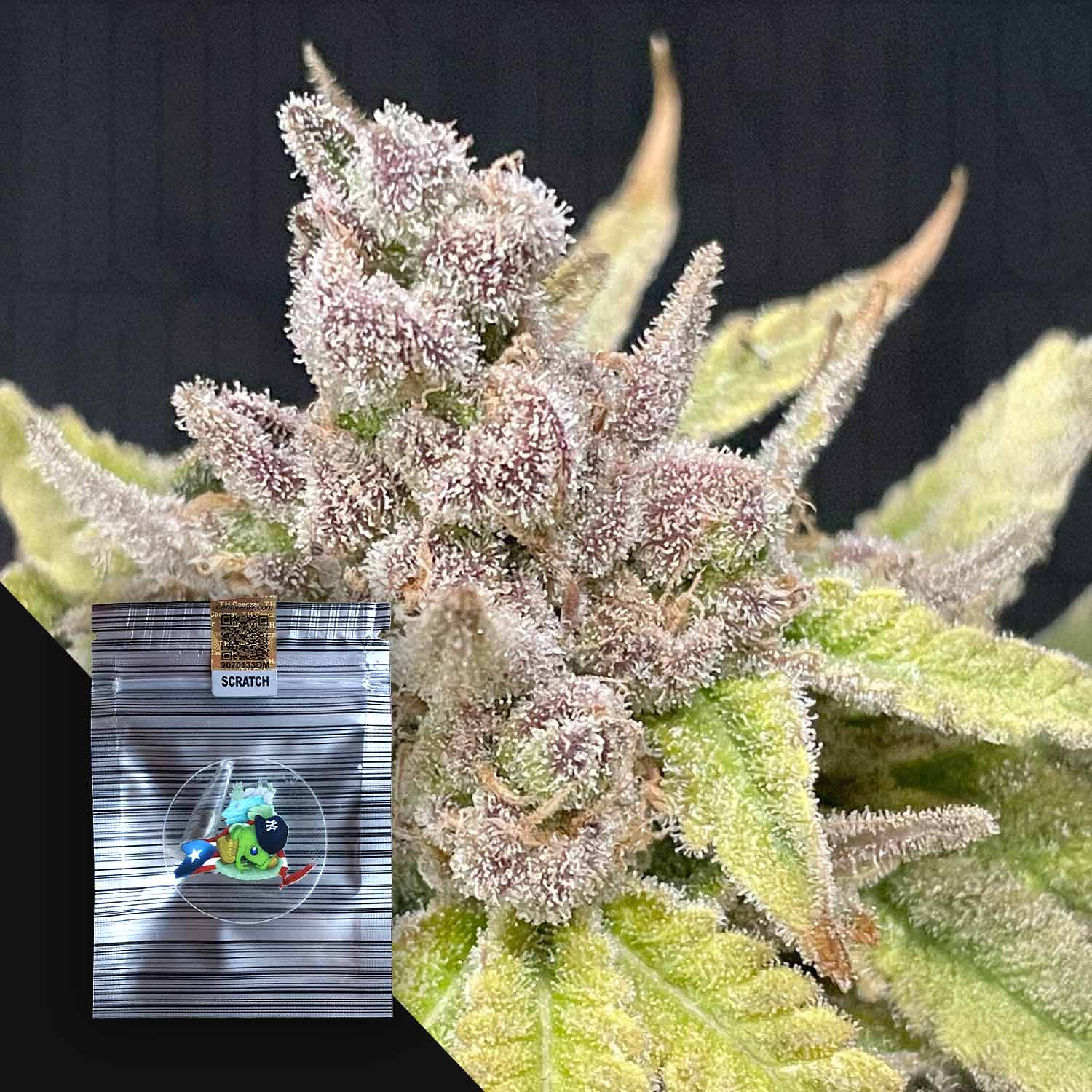 Nahaufnahme der frostigen Quiet Ztorm Cannabisknospe von N.Y.Ceeds, mit gebrandmarkter Cartoon-Tüte in der unteren linken Ecke.