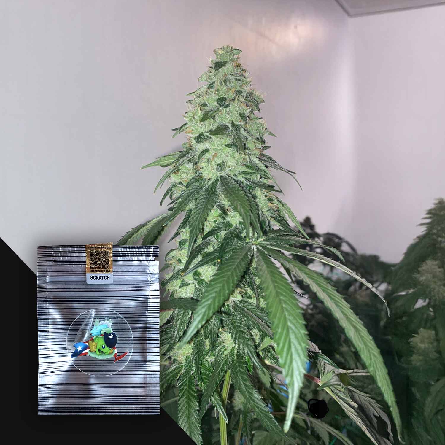 Eine Nahaufnahme einer Cannabispflanze mit einem Zubway SerieZ-Paket von N.Y.Ceeds in der unteren linken Ecke.