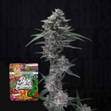 Alien Snack Auto